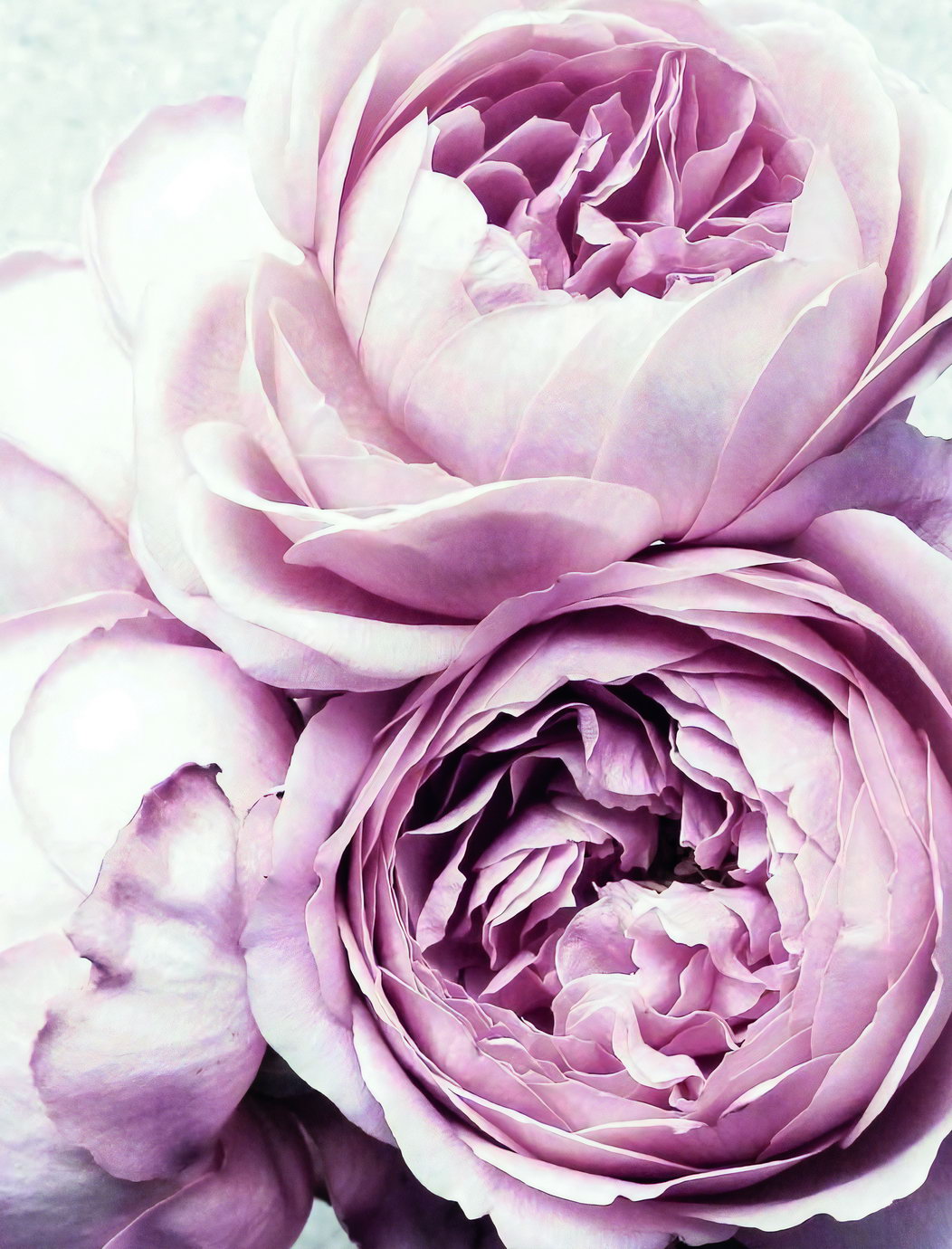 Pastel Peonies Poster Soft Floral Botanical Art Romantic Pink Flower Wall Decor Print - xonomax