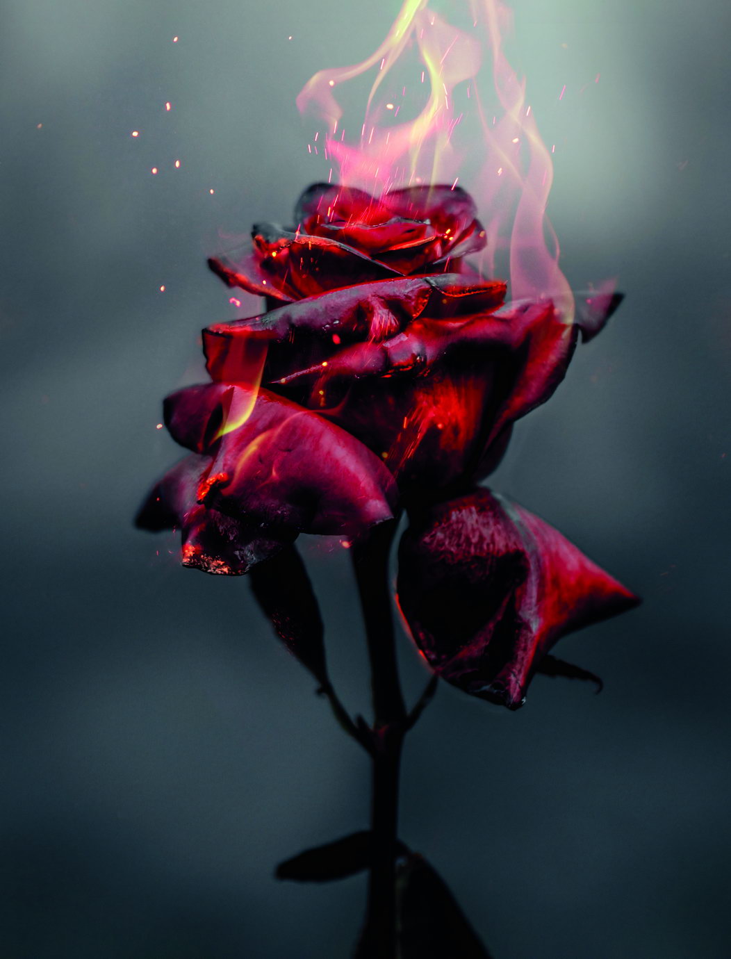 Magical Burning Beautiful Red Rose Poster Dramatic Floral Art Surreal Dark Red Flower Wall Decor Print - xonomax