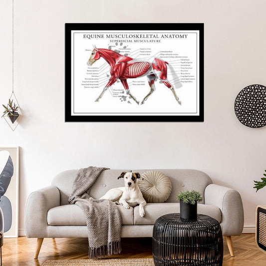 Equine Musculoskeletal Anatomy Wall Print Poster - xonomax