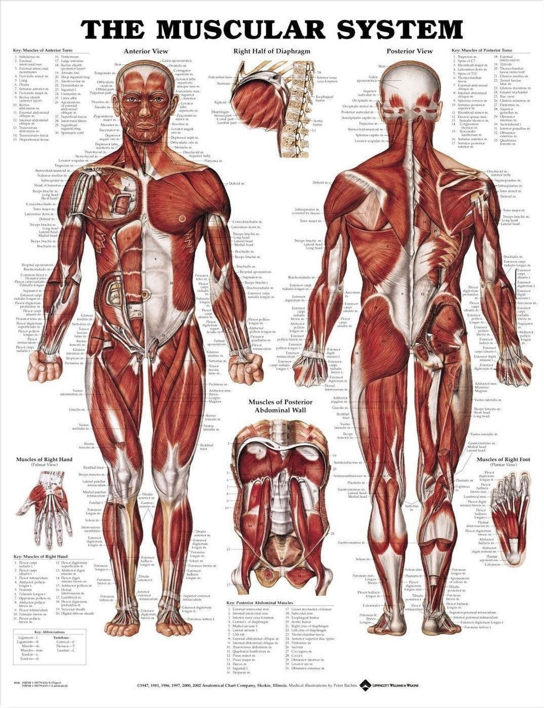 THE MUSCULAR SYSTEM Decor Wall Print POSTER