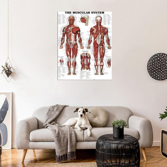 THE MUSCULAR SYSTEM Decor Wall Print POSTER - xonomax