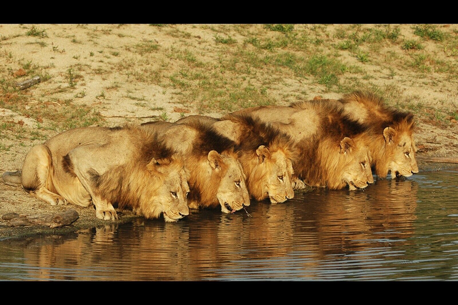 Mapogo Pride Lions Nature Poster Iconic Wildlife Art Print - xonomax