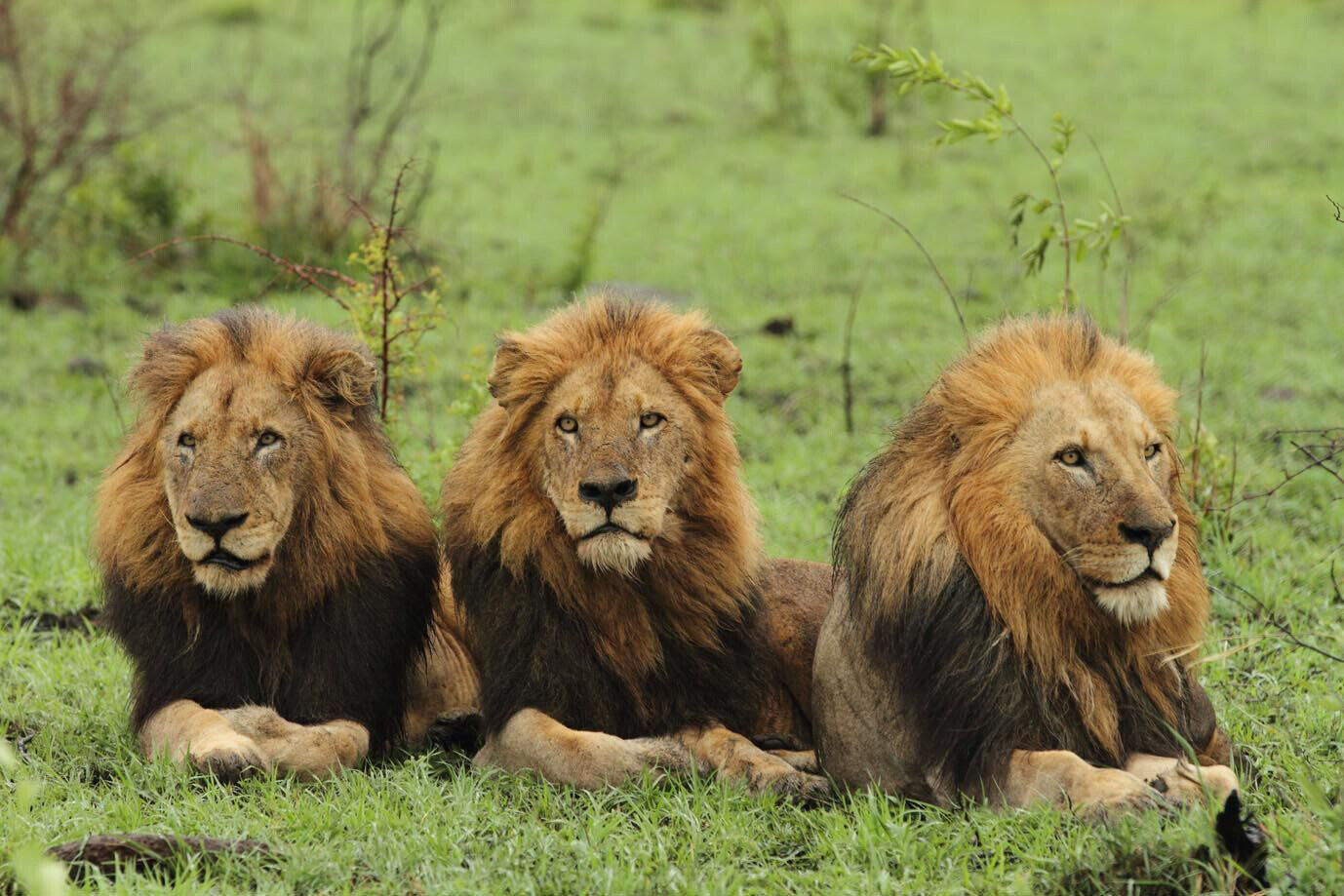 Makhulu Prettyboy Dlock The Mapogo Lions Poster Wildlife Nature Art Wall Print - xonomax