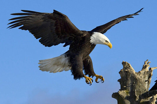 American Bald Eagle Poster National Bird Wall Art Wildlife Photography Print - xonomax