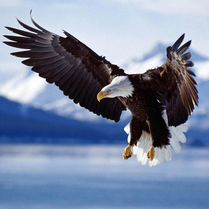 American Bald Eagle Poster National Bird Wall Art Wildlife Photography Print - xonomax