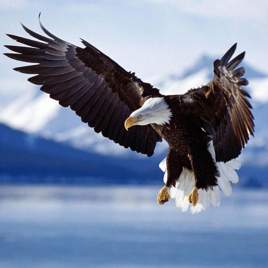 American Bald Eagle Poster National Bird Wall Art Wildlife Photography Print - xonomax