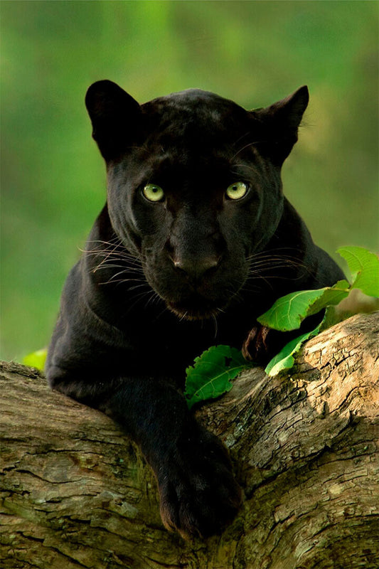 Animal Black Panther Photo Poster Wall Art Print Home Wall Decor - xonomax