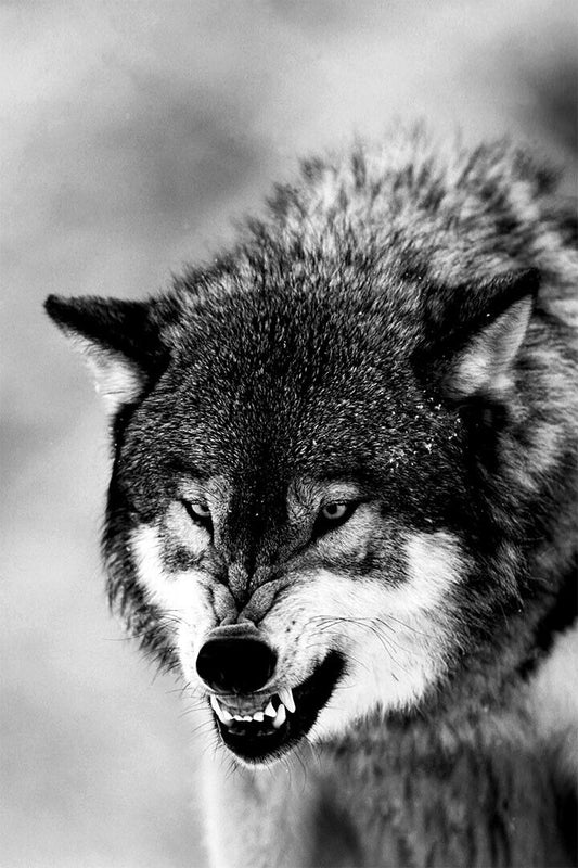 Angry Wolf Black White Animals Picture Poster Wall Art Print Home Wall Decor - xonomax