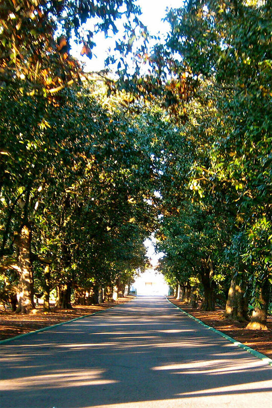 Magnolia Lane Augusta National Golf Poster Wall Art Print Home Wall Decor - xonomax
