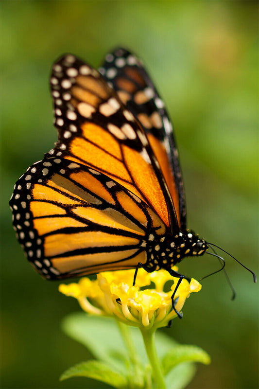 Monarch Butterfly On Yellow Flower Poster Wall Art Print Home Wall Decor - xonomax