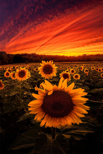Sunflowers Picture Poster Wall Art Print Home Wall Decor - xonomax