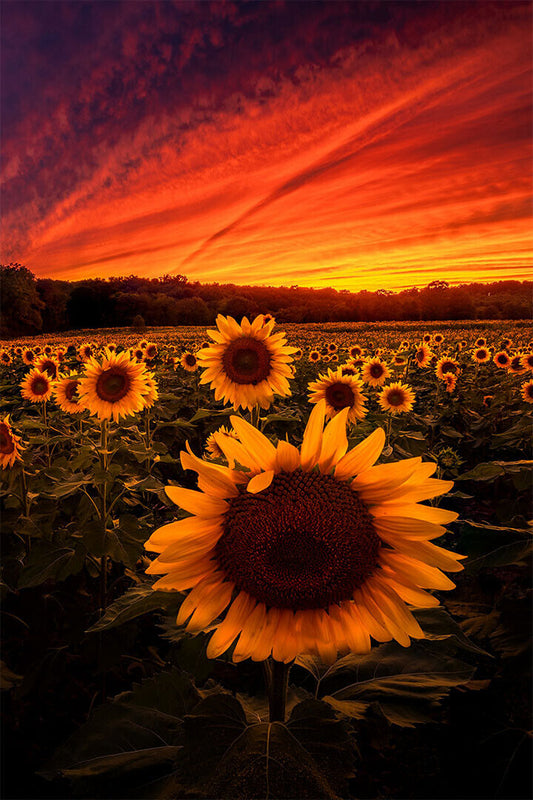 Sunflowers Picture Poster Wall Art Print Home Wall Decor - xonomax