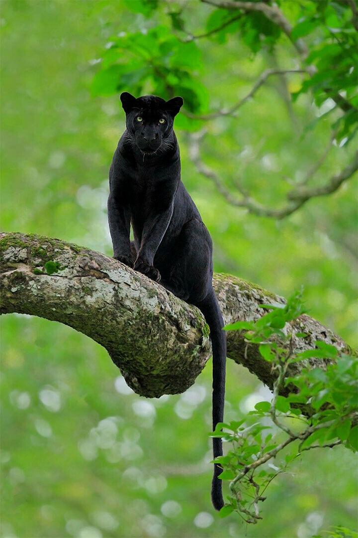 Mean Black Panther Animals Picture Poster Wall Art Print Home Wall Decor - xonomax