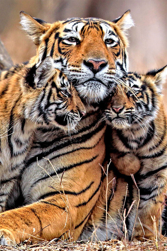 Bengal Orange Tiger With Two Cubs Family Poster Wall Art Print Home Wall Decor - xonomax