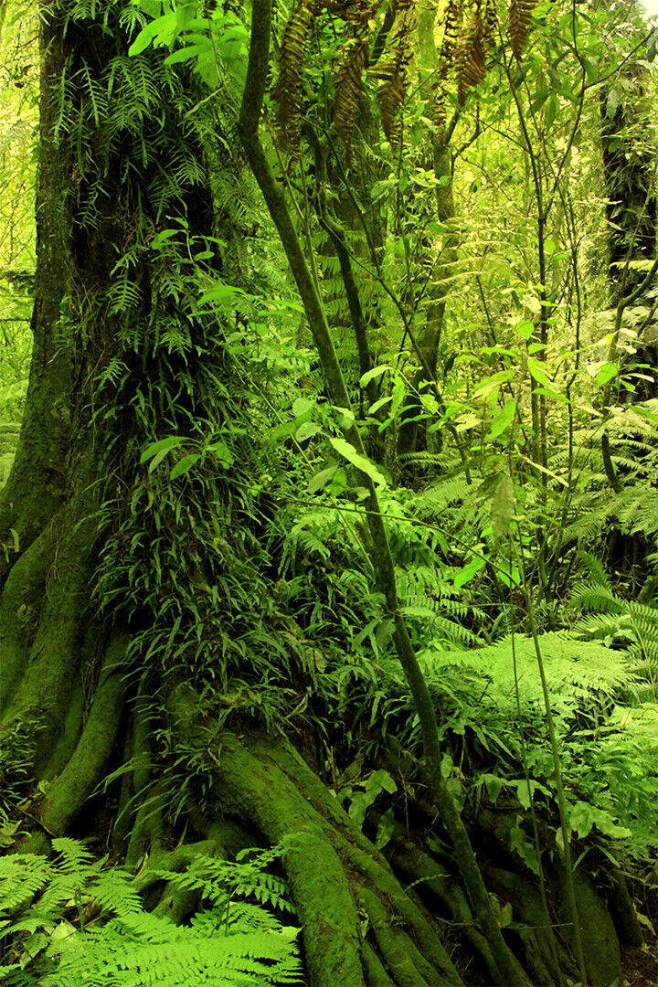 Moss Grown Forest Amazon Jungle Trees Poster Wall Art Print Home Wall Decor - xonomax
