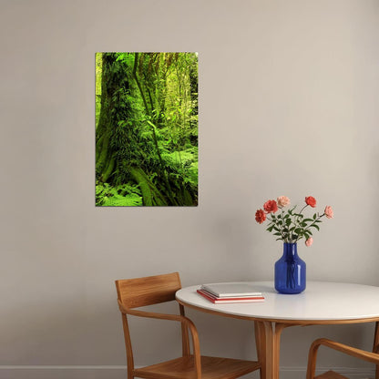 Moss Grown Forest Amazon Jungle Trees Poster Wall Art Print Home Wall Decor - xonomax