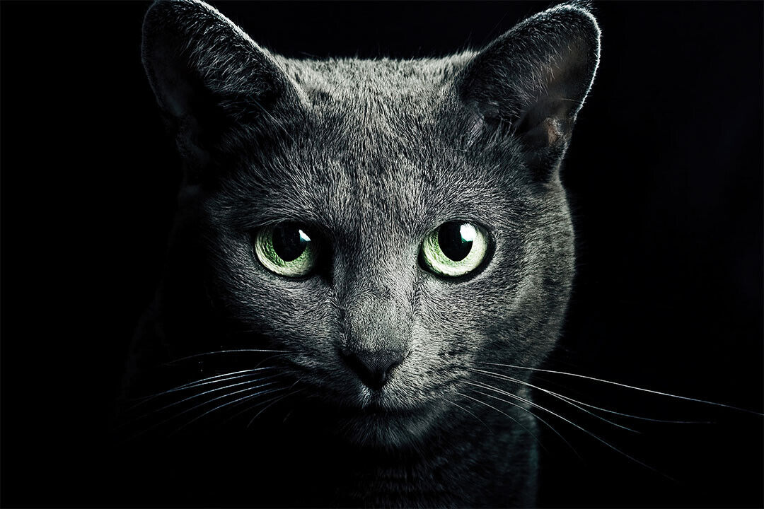 Cute Black Cat Looking At The Camera Animals Poster Wall Art Print Home Wall Decor - xonomax