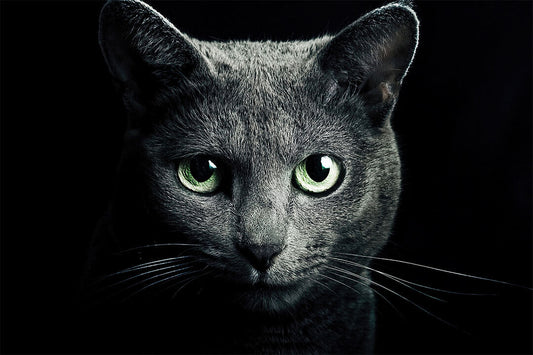Cute Black Cat Looking At The Camera Animals Poster Wall Art Print Home Wall Decor - xonomax