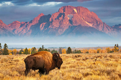 Bison National Park Wild Animals Landscape Poster Wall Art Print Home Wall Decor - xonomax