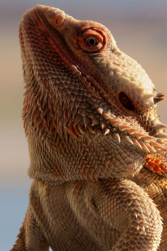 Inland Bearded Dragon Desert Animals Poster Wall Art Print Home Wall Decor - xonomax