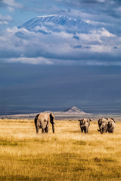 Mount Kilimanjaro From Kenya Famous Places Poster Wall Art Print Home Wall Decor - xonomax