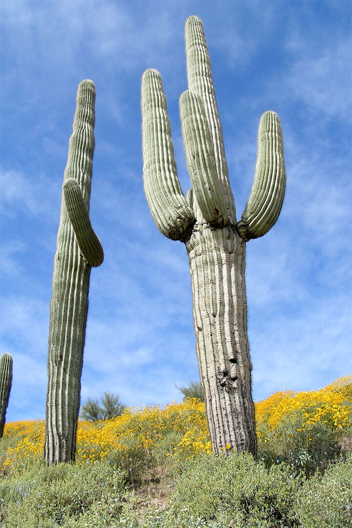 Giant Saguaro Cactus Thorny Plants Picture Poster Wall Art Print Home Wall Decor - xonomax