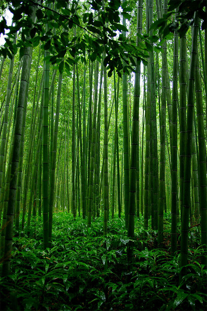 Bamboo Forest In China Tropical Trees Poster Wall Art Print Home Wall Decor - xonomax