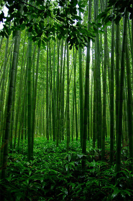 Bamboo Forest In China Tropical Trees Poster Wall Art Print Home Wall Decor - xonomax