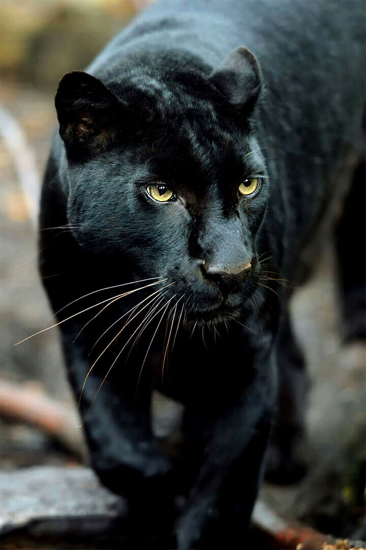 Mean Black Panther Animals Poster Wall Art Print Home Wall Decor - xonomax