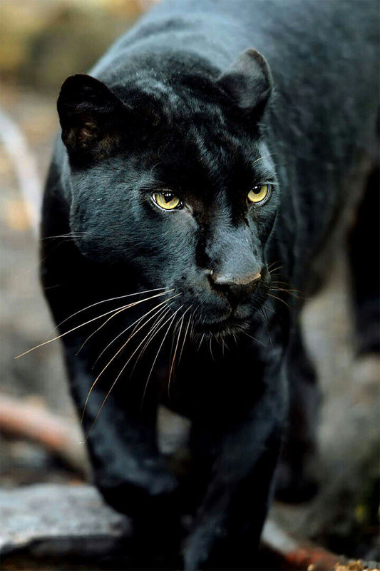 Mean Black Panther Animals Poster Wall Art Print Home Wall Decor - xonomax