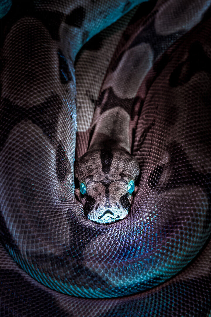 Black And Gray Snake With Blue Eyes Poster Wall Art Print Home Wall Decor - xonomax