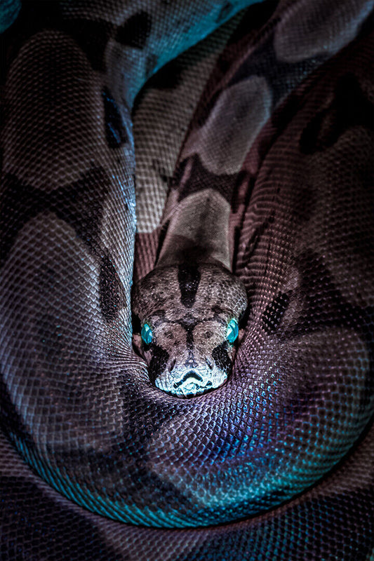 Black And Gray Snake With Blue Eyes Poster Wall Art Print Home Wall Decor - xonomax
