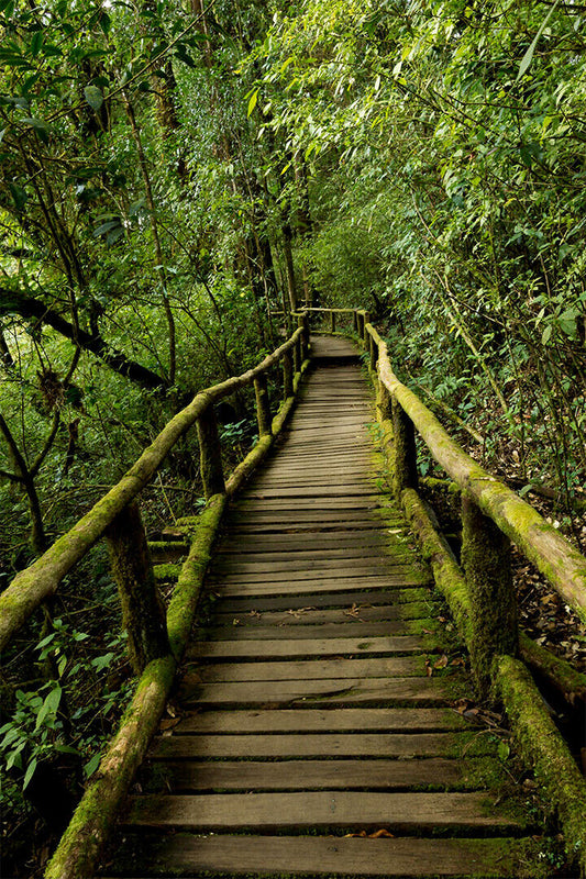 Walking Into The Forest Bridge Walkway Rainforest Amazon Poster Wall Art Print Home Wall Decor - xonomax