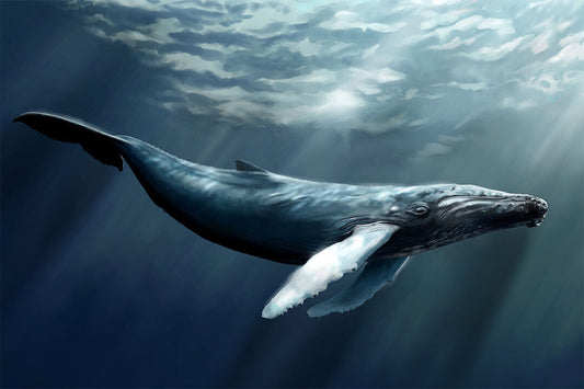 Humpback Whale Ocean Sea Animals Poster Wall Art Print Home Wall Decor - xonomax