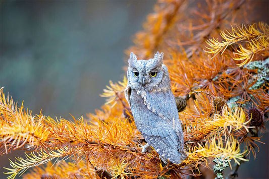 Owl Standing On Branch Autumn Birds Animals Poster Wall Art Print Home Wall Decor - xonomax