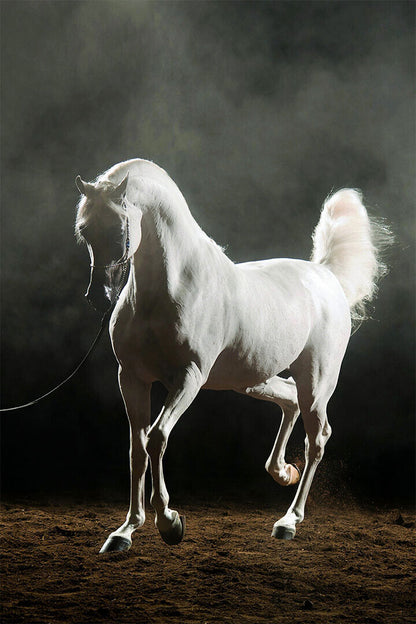 Horse White Arabian Stallion Equestrian Poster Wall Art Print Home Wall Decor - xonomax