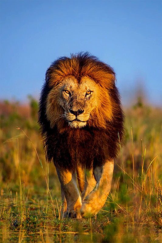 Lion's Walk Dangerous Nature Untamed Cat Poster Wall Art Print Home Wall Decor - xonomax