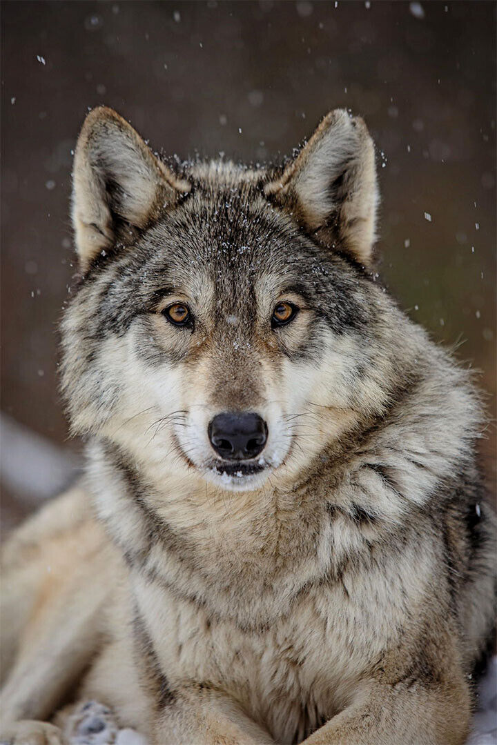 Wolf Wild Life Sitting Animal Nature Picture Poster Wall Art Print Home Wall Decor - xonomax