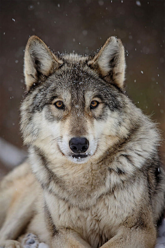 Wolf Wild Life Sitting Animal Nature Picture Poster Wall Art Print Home Wall Decor