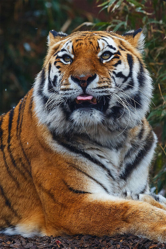 Tiger Sitting In The Forest Poster Wall Art Print Home Wall Decor - xonomax