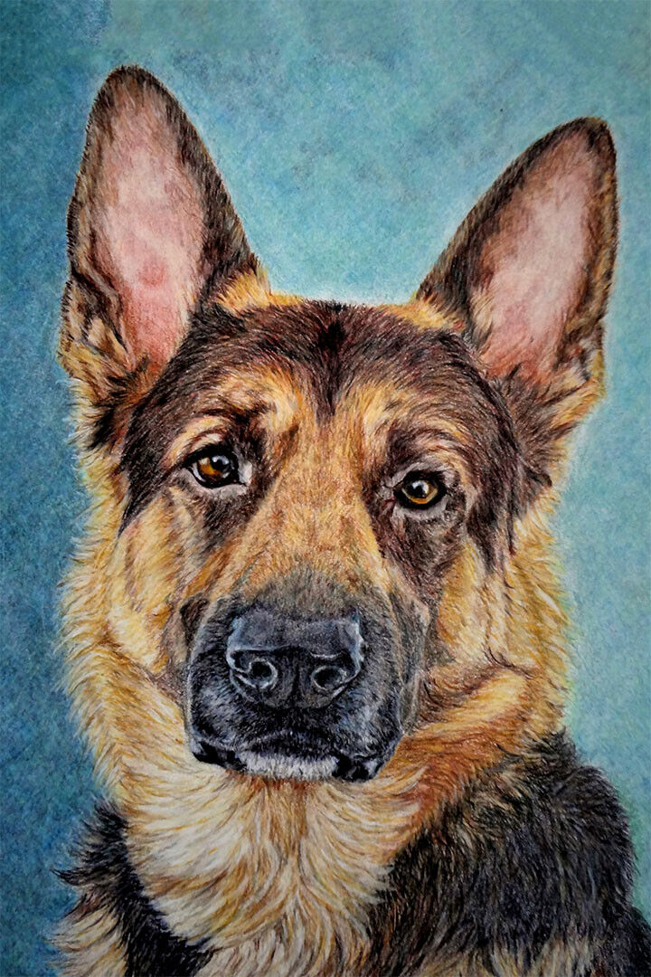 German Shepherd Dog Breed Originating In Germany Poster Wall Art Print Home Wall Decor - xonomax