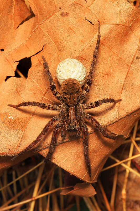 Wolf Spider On The Plant Arthropod Animals Poster Wall Art Print Home Wall Decor