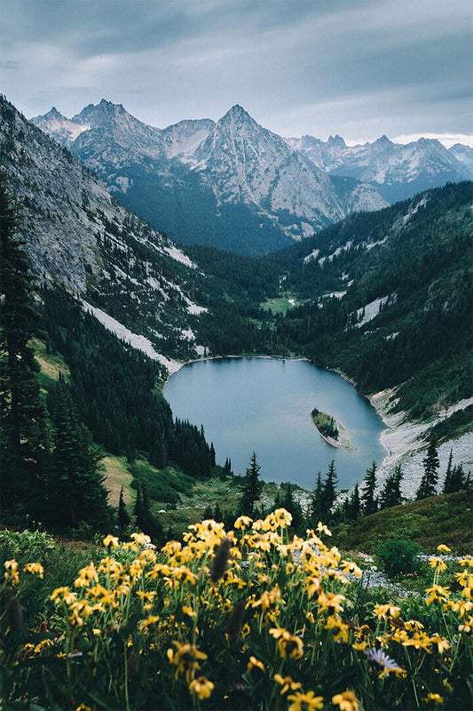 Tree Stump And Mist North Cascades National Park Poster Wall Art Print Home Wall Decor