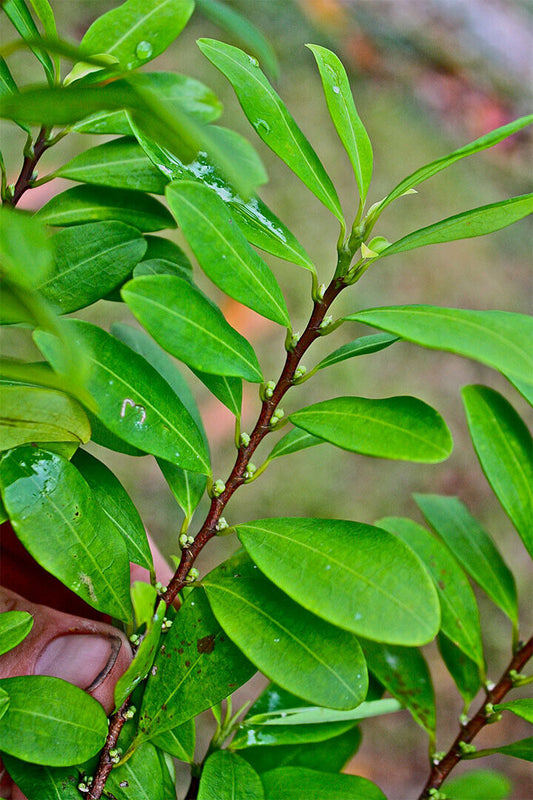 Leaves And Berries Of Coca Plant Botanical Poster Wall Art Print Home Wall Decor - xonomax