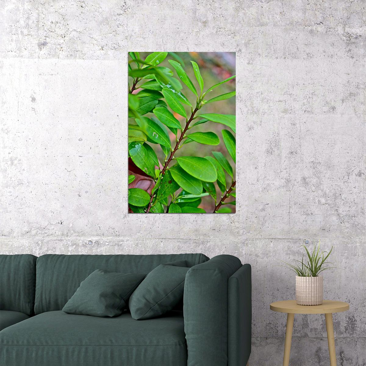 Leaves And Berries Of Coca Plant Botanical Poster Wall Art Print Home Wall Decor - xonomax