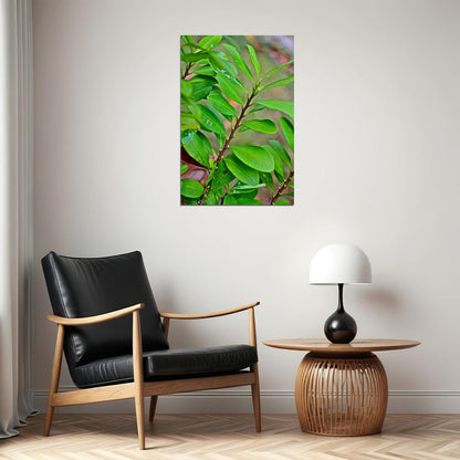 Leaves And Berries Of Coca Plant Botanical Poster Wall Art Print Home Wall Decor - xonomax