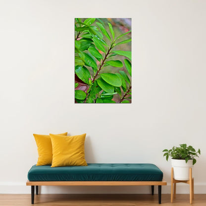Leaves And Berries Of Coca Plant Botanical Poster Wall Art Print Home Wall Decor - xonomax