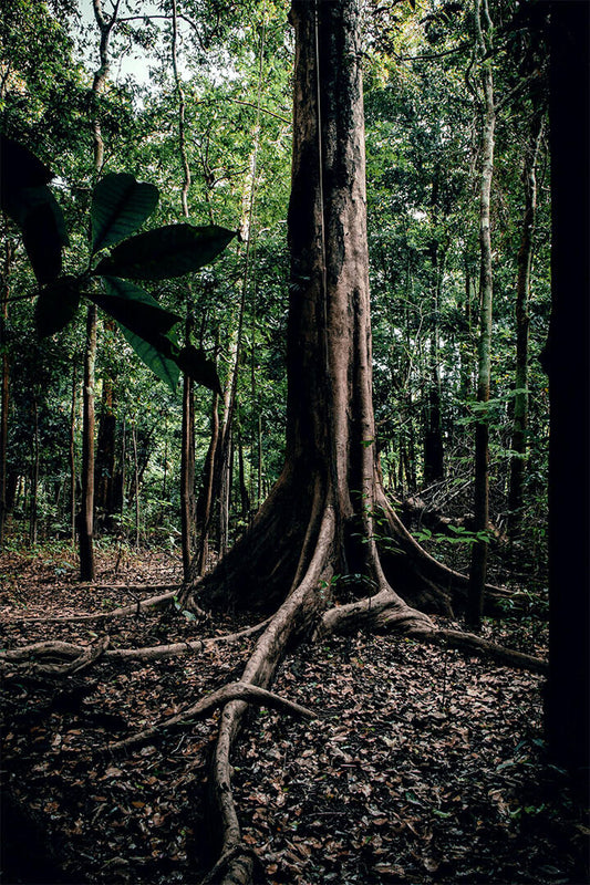 Rainforest Trees Nature Tropical Forests Poster Wall Art Print Home Wall Decor - xonomax