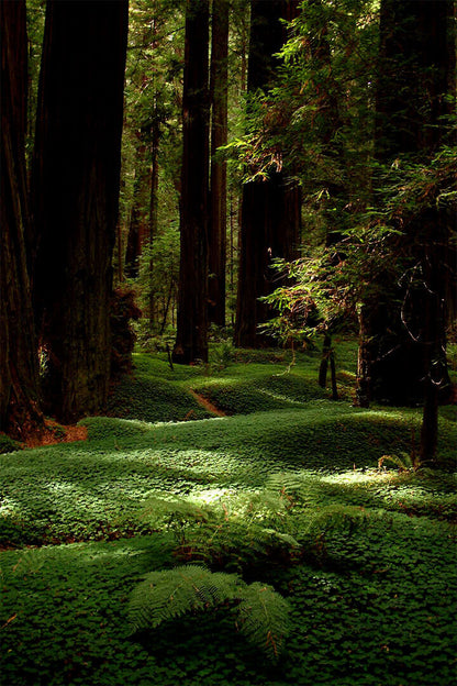 Lush Forest Floor And Tall Trees Nature Poster Wall Art Print Home Wall Decor - xonomax