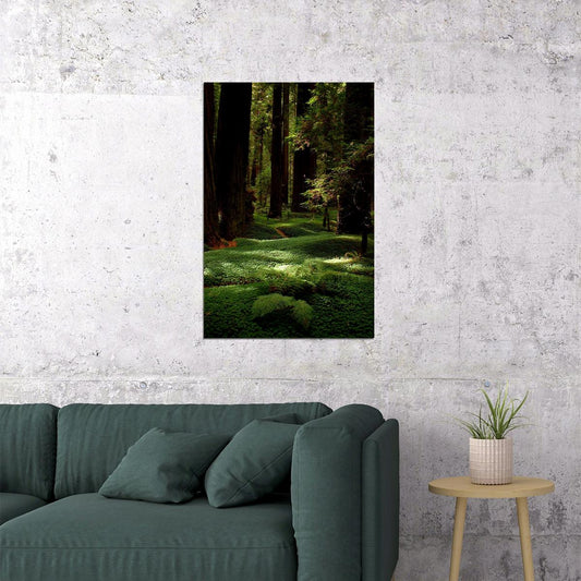 Lush Forest Floor And Tall Trees Nature Poster Wall Art Print Home Wall Decor - xonomax